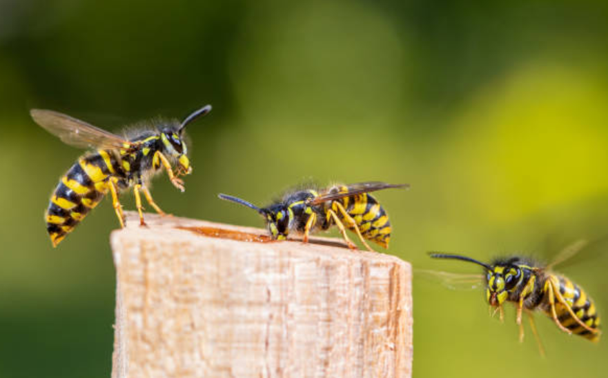 wasp and bee image for homepage