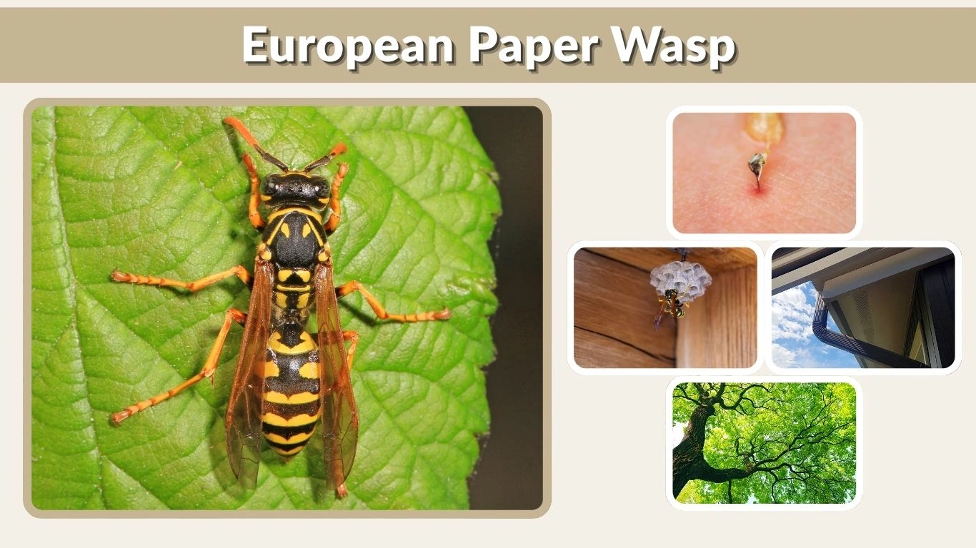 European Paper Wasp: Sting, Nest, Identification, Comparison & Removal Guide