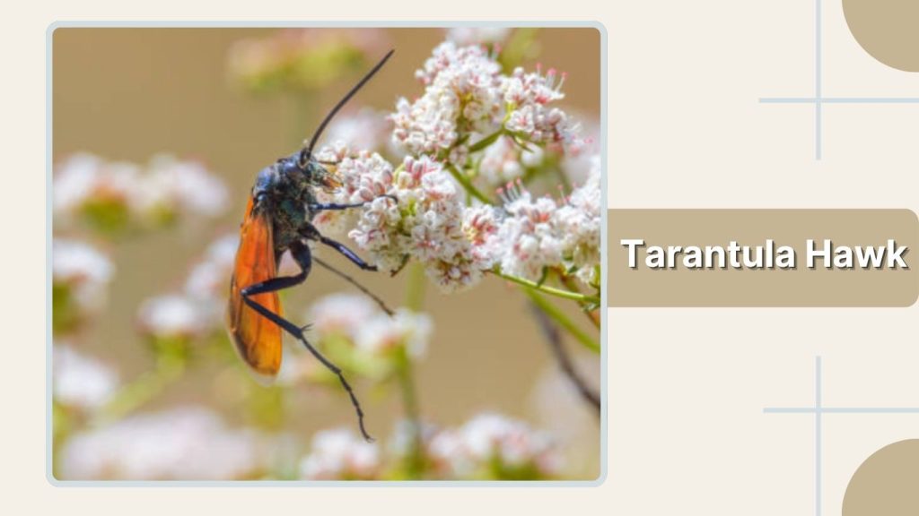 Tarantula Hawk