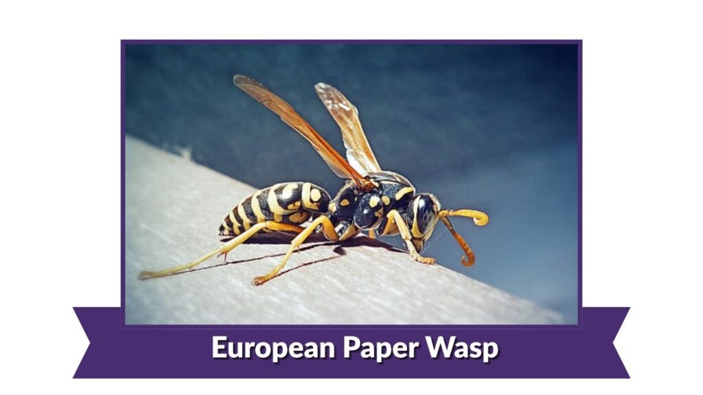 European Paper Wasp
