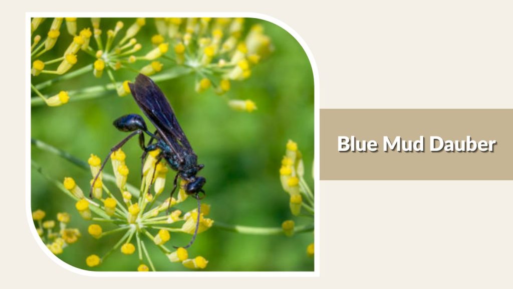 Blue Mud Dauber