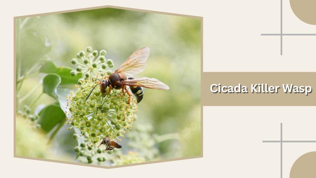 Cicada Killer Wasp