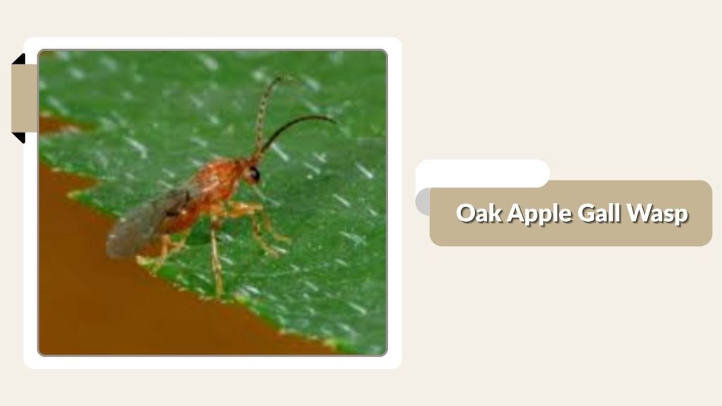 Oak Apple Gall Wasp