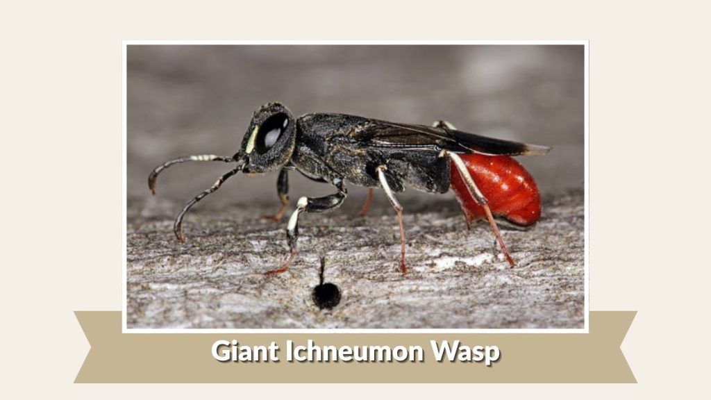 Giant Ichneumon Wasp