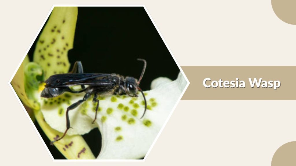 Cotesia Wasp