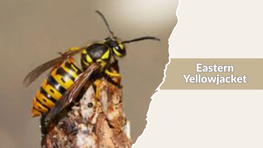 Eastern Yellowjacket