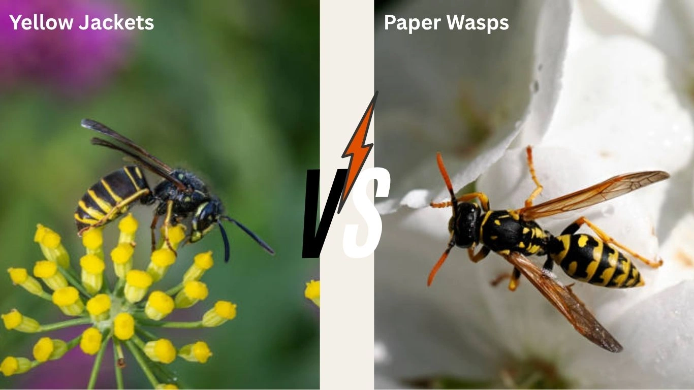 Yellow Jackets vs Paper Wasps: What’s the Difference?