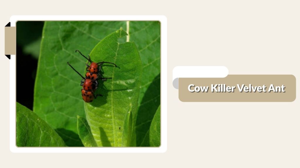Cow Killer Velvet Ant