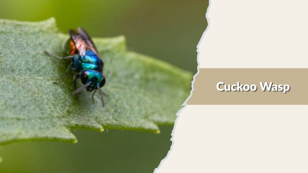 Cuckoo Wasp