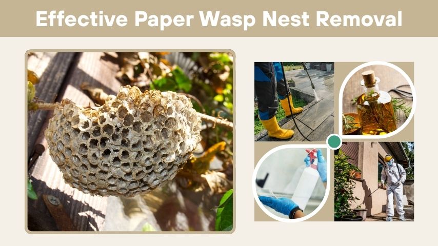 Effective Paper Wasp Nest Removal: Safety, DIY & Professional Tips