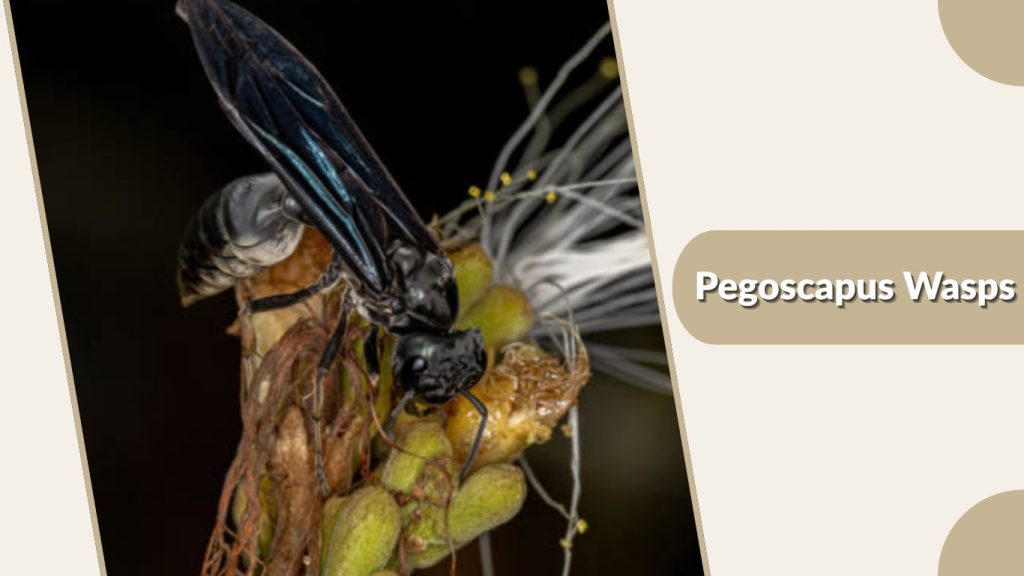 Pegoscapus Wasps