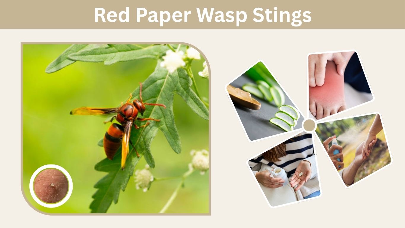 Red Paper Wasp Stings: Pain, Symptoms, and Treatment Guide