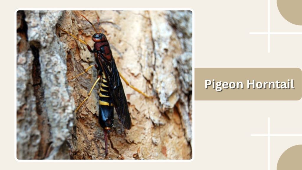 Pigeon Horntail