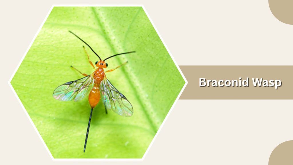 Braconid Wasp