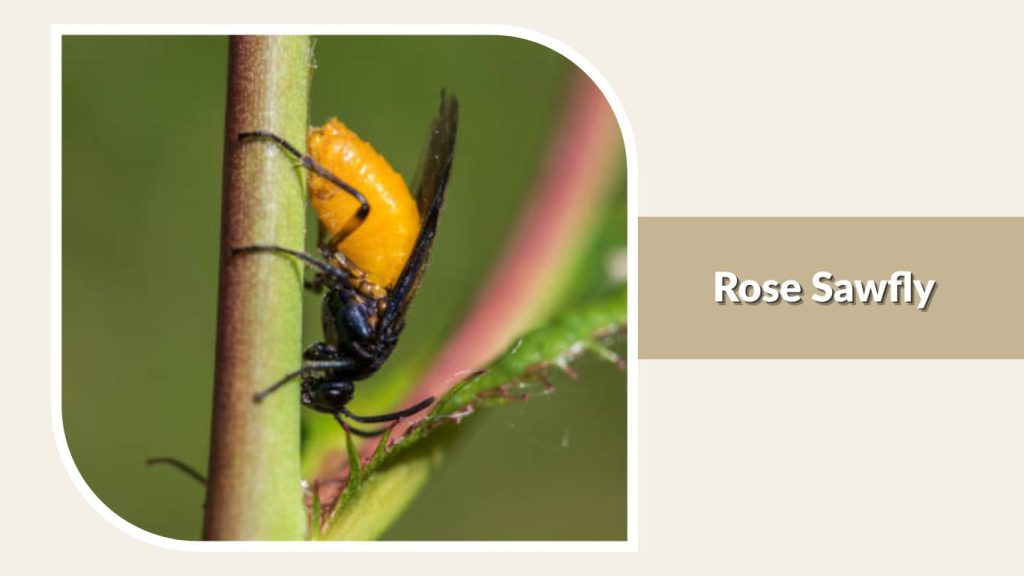Rose Sawfly