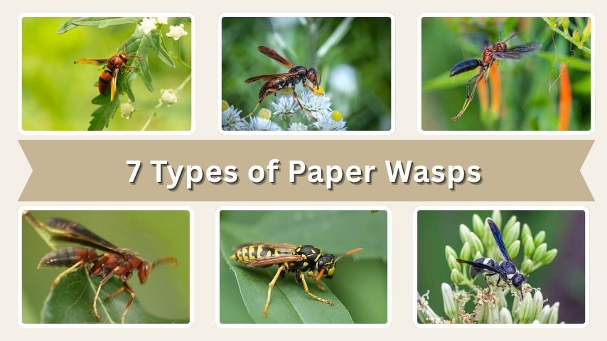 7 Types of Paper Wasps Found in Florida (ID with Pictures)