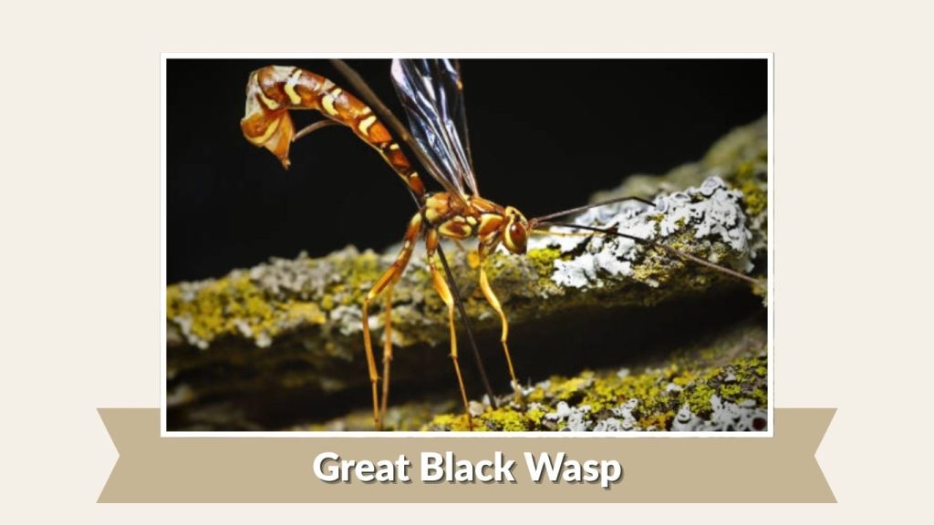Great Black Wasp