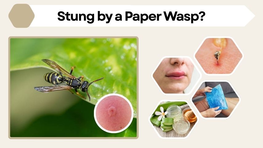 Stung by a Paper Wasp? What to Do Right Away