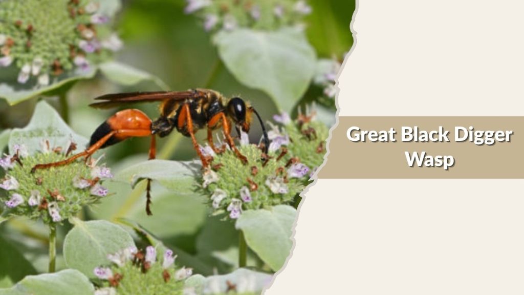 Great Black Digger Wasp