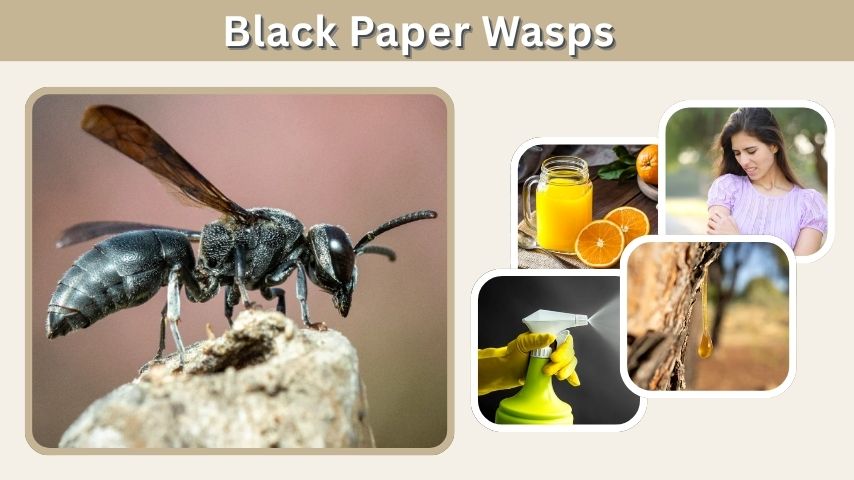 Black Paper Wasps: Types, Nests, Sting, and Removal Tips