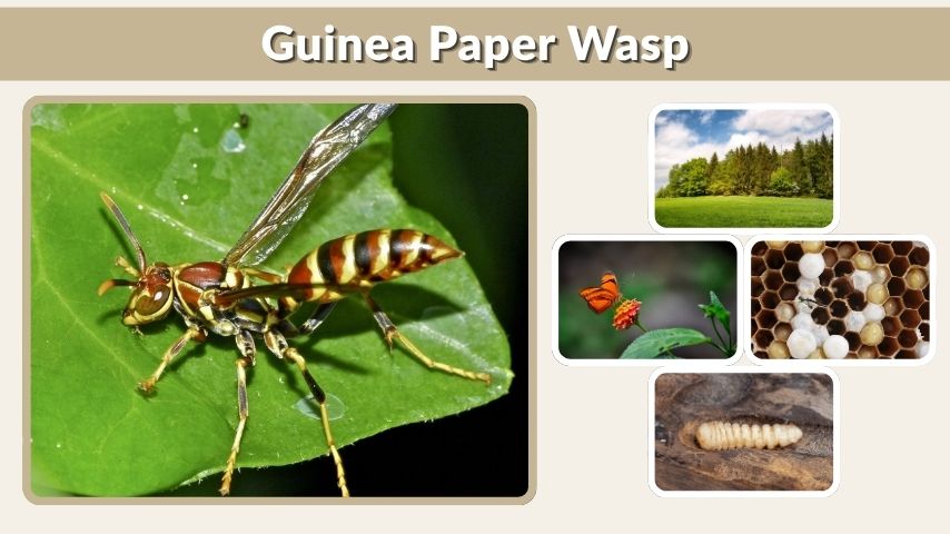 Guinea Paper Wasp Facts, Sting, Habitat, and Life Cycle