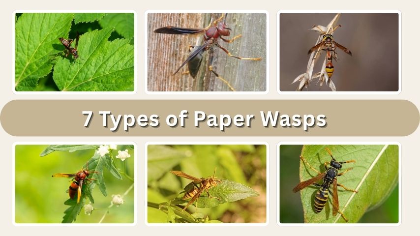 7 Types of Paper Wasps Found in Texas (Id & Pictures)