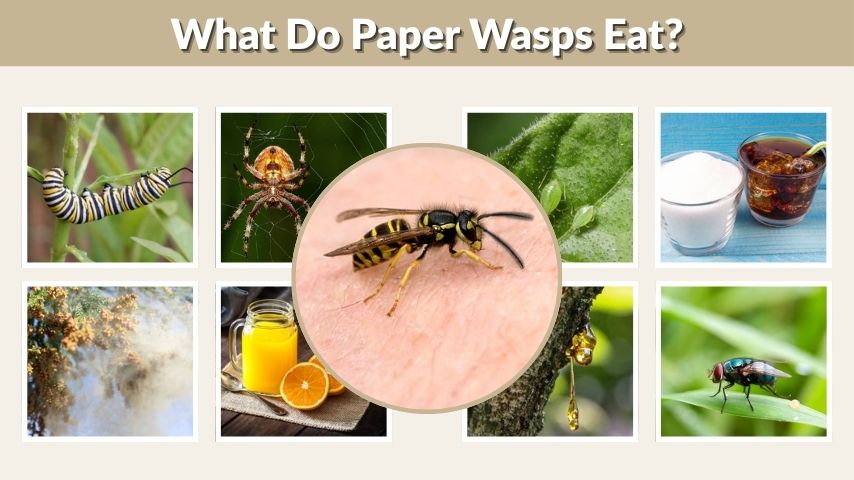 What Do Paper Wasps Eat? 8 Foods They Love Most