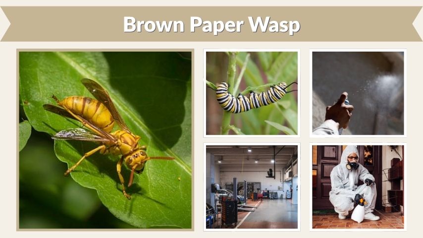 Brown Paper Wasp Facts, Nest, Sting, and Removal Tips
