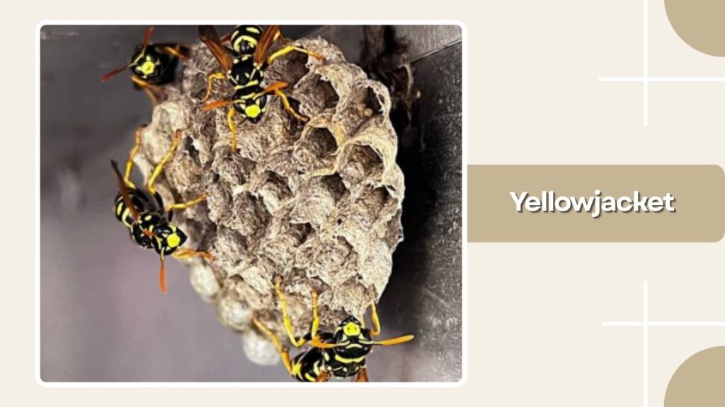 Yellowjacket