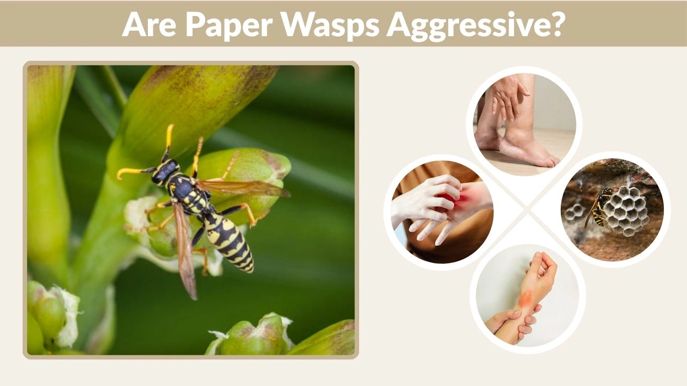 Are Paper Wasps Aggressive? Everything You Should Know
