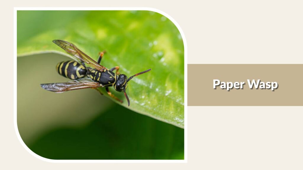 Paper Wasp