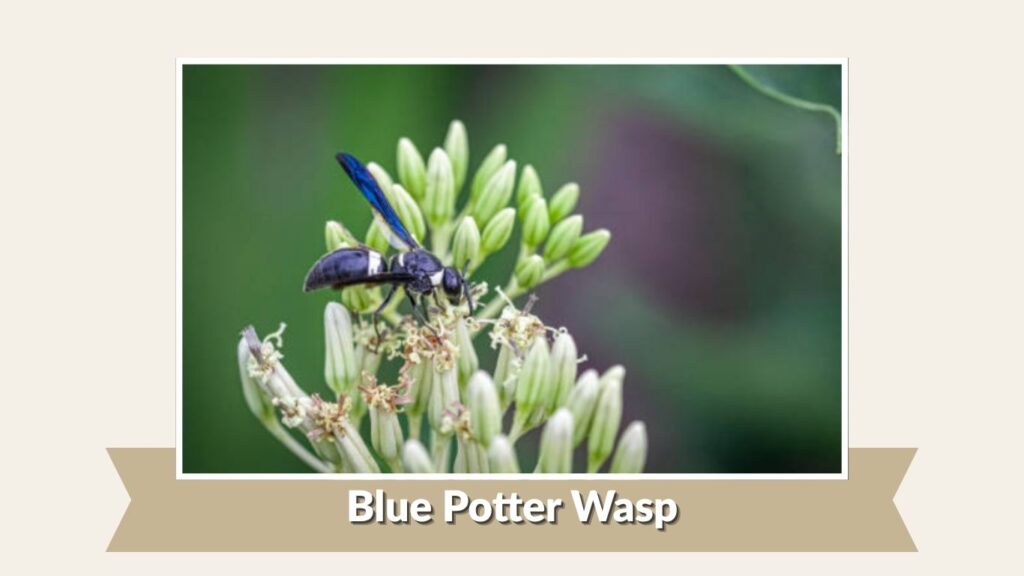 Blue Potter Wasp
