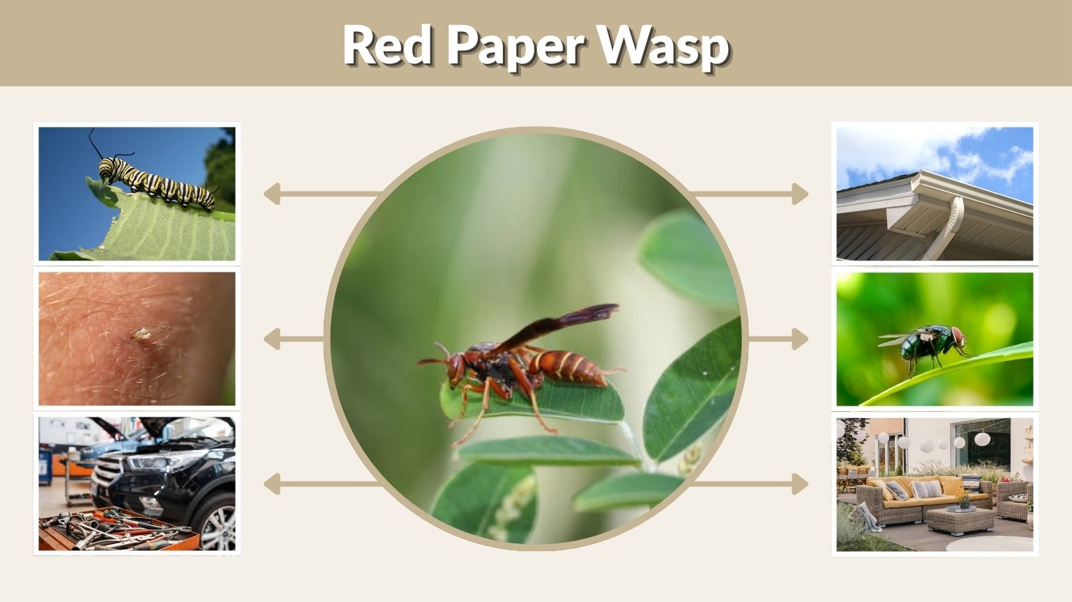 Red Paper Wasp Identification, Habitat and Sting Treatment