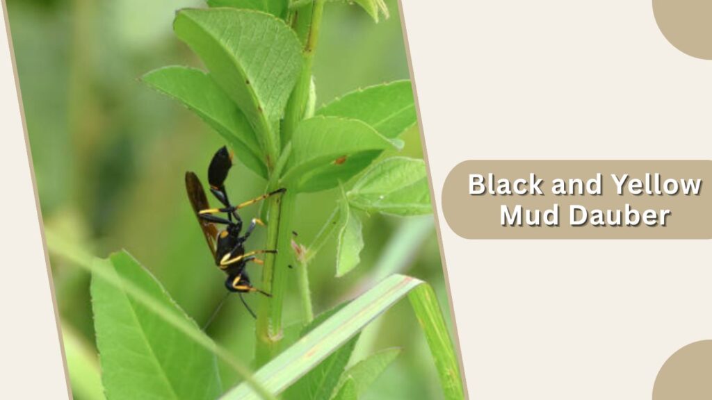 Black and Yellow Mud Dauber