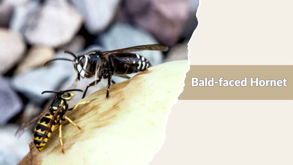 Bald-faced Hornet