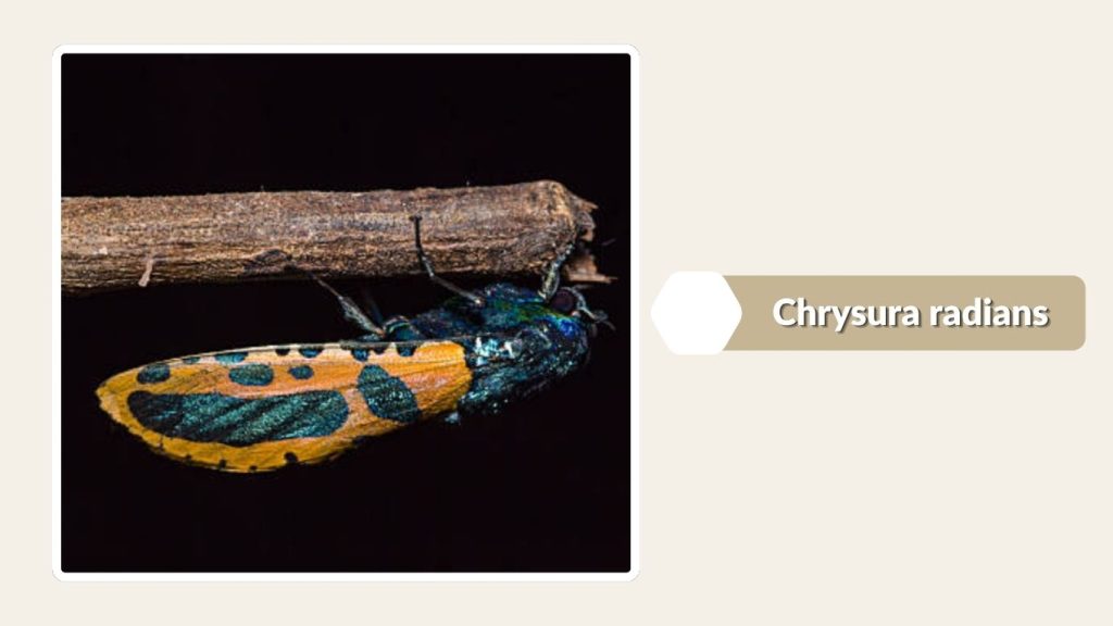 Chrysura radians