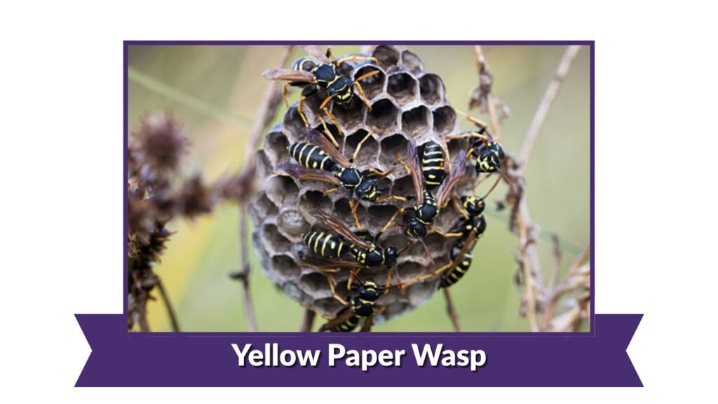 Yellow Paper Wasp