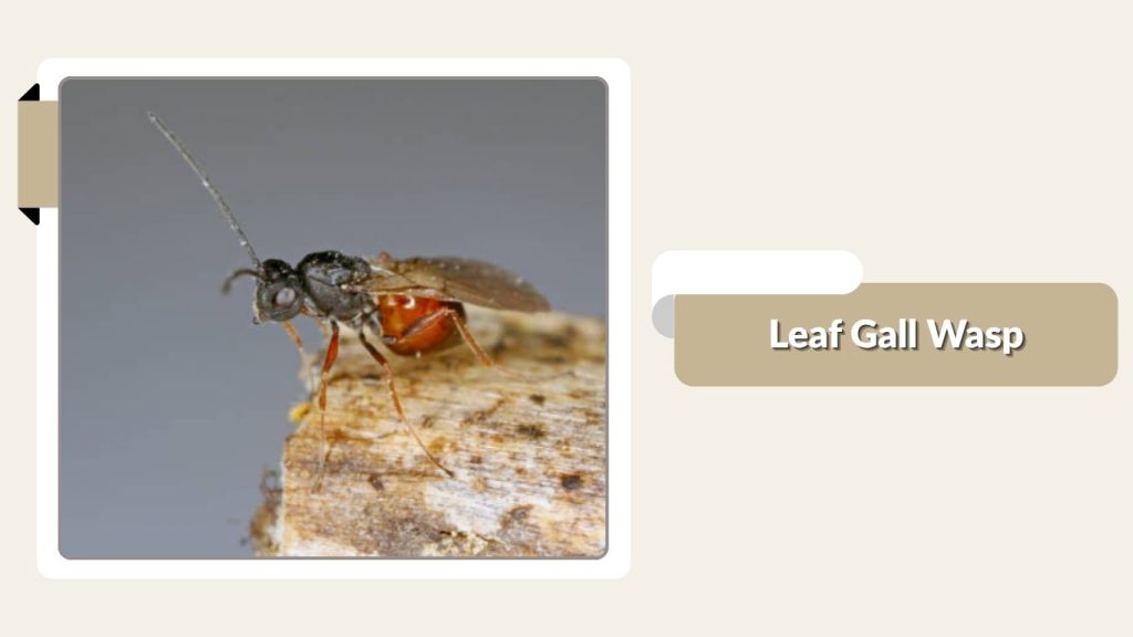 Leaf Gall Wasp