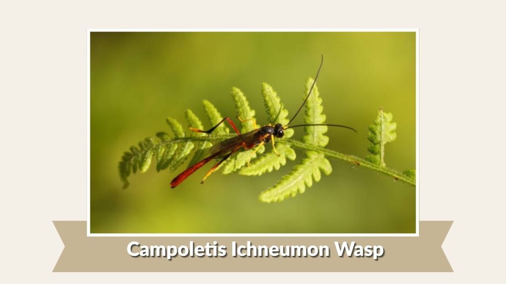 Campoletis Ichneumon Wasp