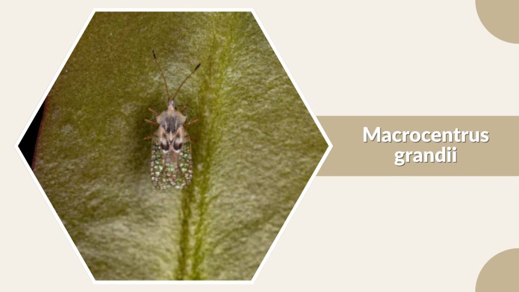 Macrocentrus grandii