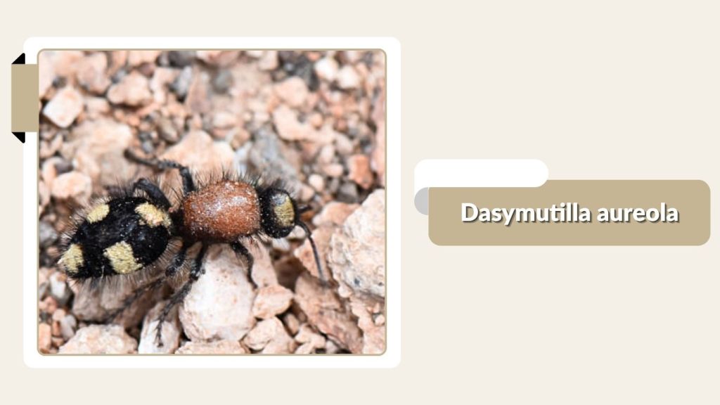 Dasymutilla aureola