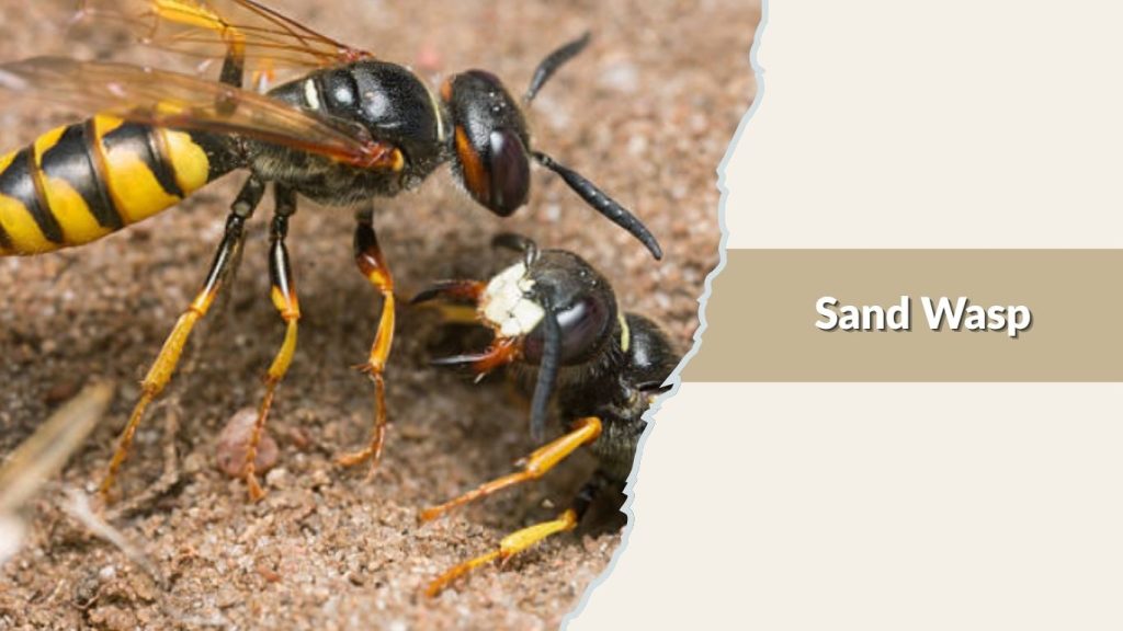 Sand Wasp