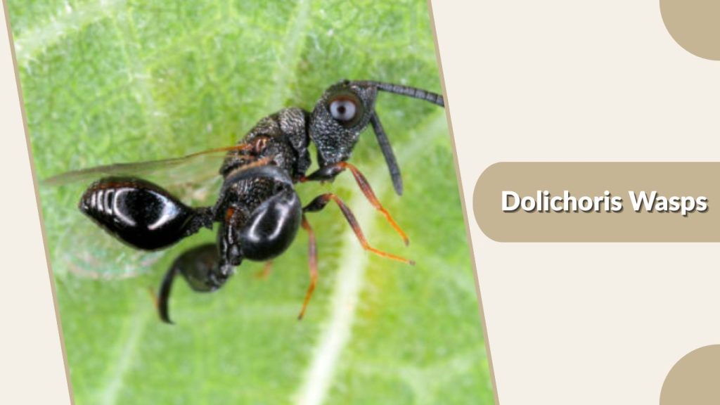 Dolichoris Wasps
