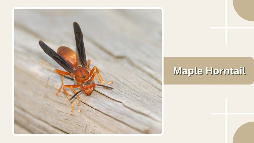 Maple Horntail