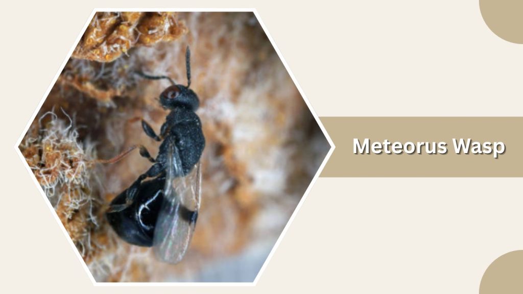 Meteorus Wasp