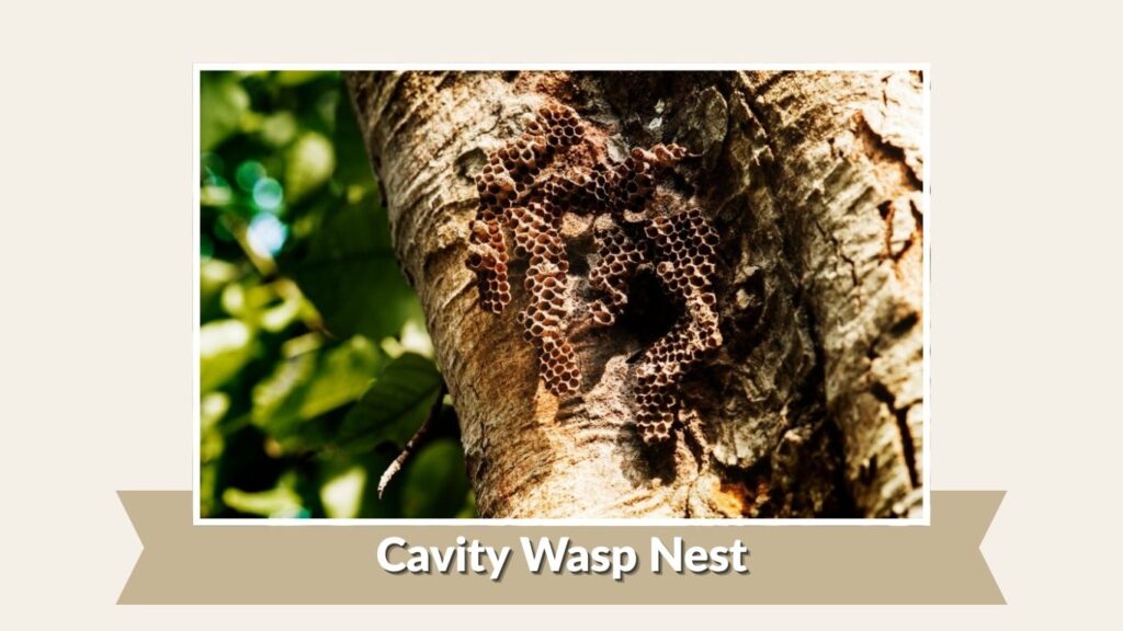 Cavity Wasp Nest