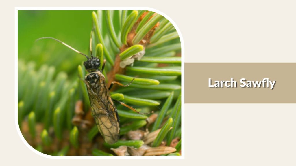 Larch Sawfly