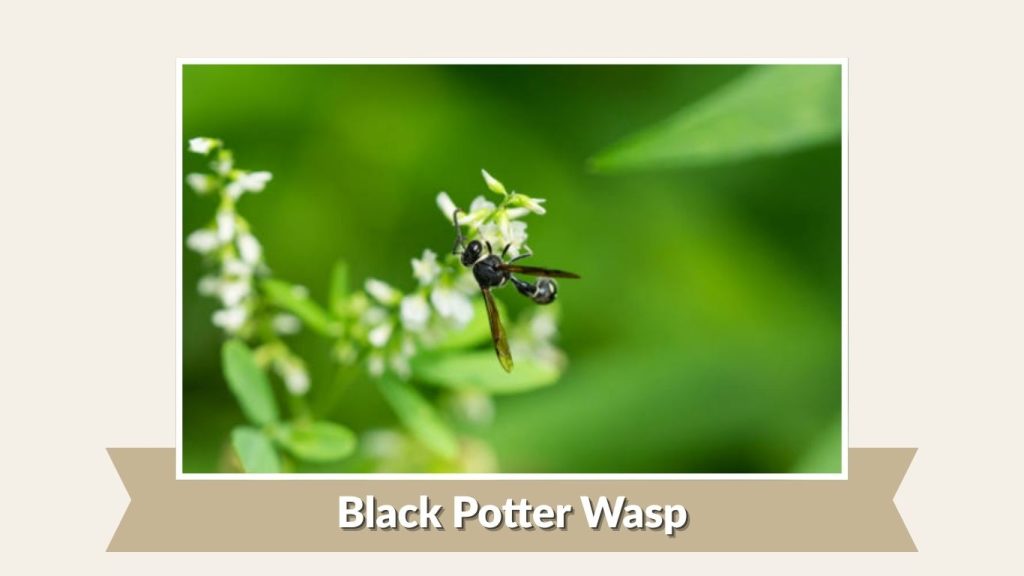 Black Potter Wasp