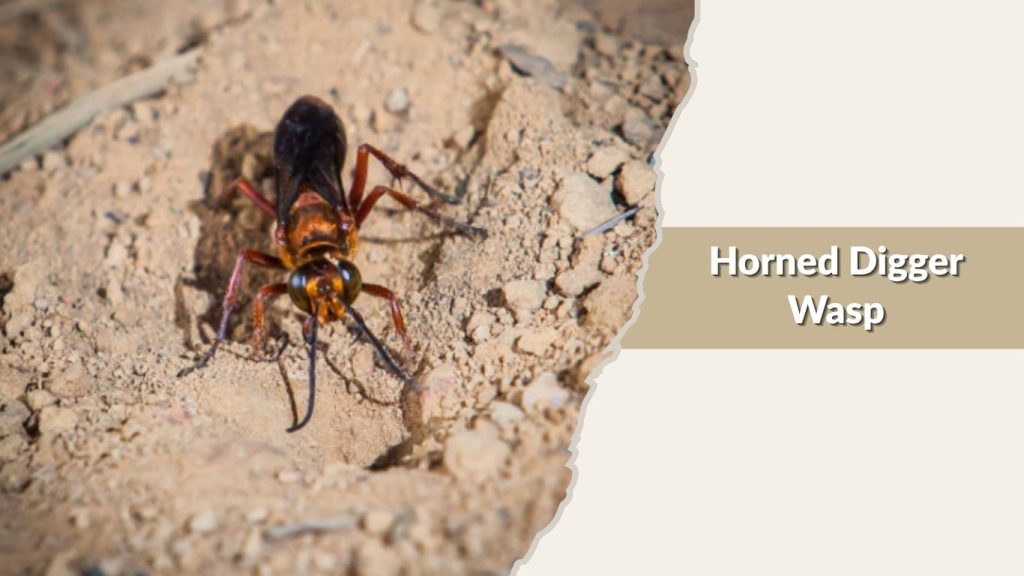 Horned Digger Wasp