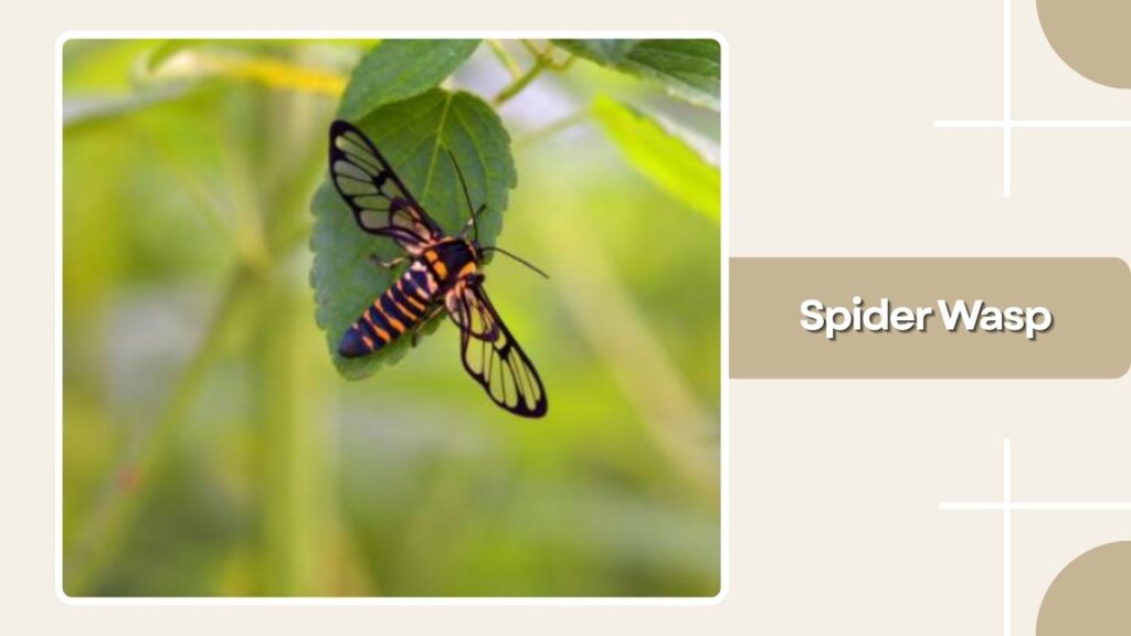Spider Wasp